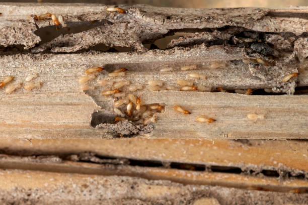 Best Pest Control for Restaurants  in Bray, OK